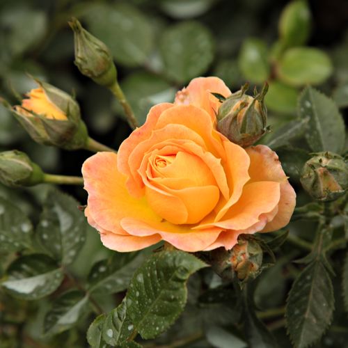 Rosa  Bessy™ - oranžová - Stromková růže s drobnými květy - stromková růže s převislou korunou